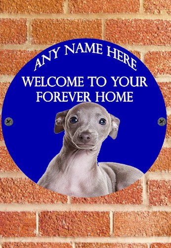 Pnc719 greyhound puppy dog - puppy,