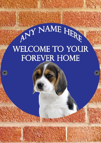 Pnc643 beagle puppy - beagle, dog