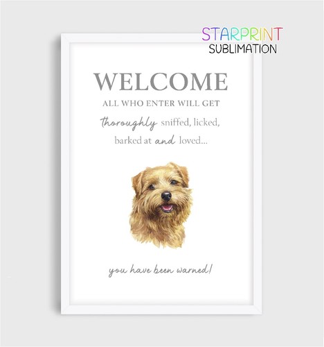 Norfolk terrier welcome - norfolk,