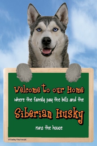 Siberian husky dog welcome - husky,