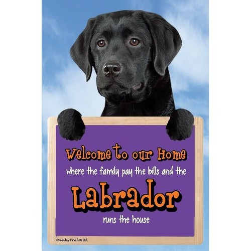 Labrador dog welcome our - labrador, to