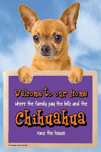 Chihuahua dog sign welcome - chihuahua,