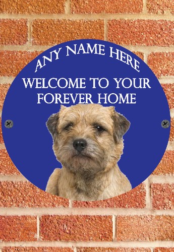 Pnc656 border terrier pup - terrier,